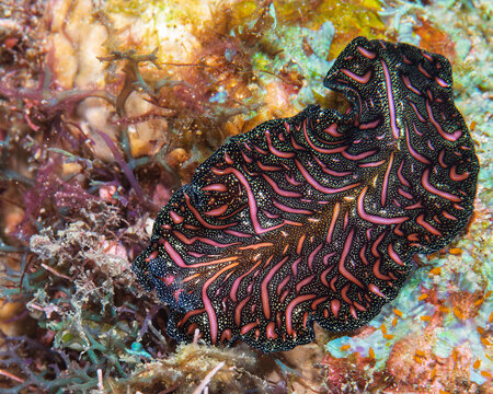 Colorful Persian Carpet Flatworm Crawling on Coral Reef Substrate in Anilao Philippines