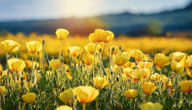 yellow poppy flower in field
