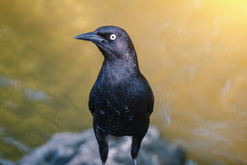 Obraz premium Greater Antillean grackle blackbird looking left close up portrait in Punta Cana Dominican republic