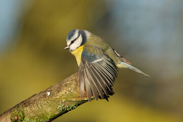 Beautiful blue tit bird sitting on a branch in the forest © Badr