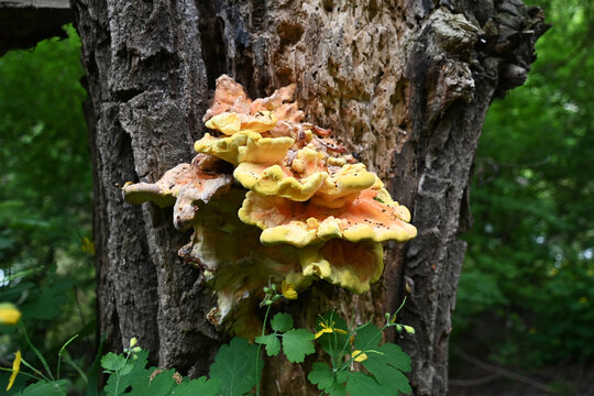 Bright yellow chicken of the woods mushroom growing on old tree trunk