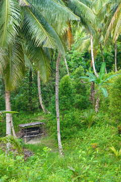 Small traditional copra drying shelter sits hidden beneath tall coconut palms and dense tropical greenery. Agricultural structure for coconut processing in the exotic Mentawai Islands, Indonesia.