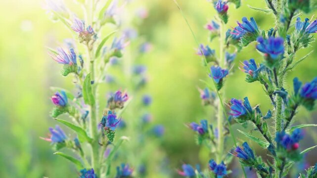 Blue Viper's Bugloss Wildflowers Blooming in Sunny Meadow with Sun Flare | Close-Up Slow Motion Shot with Parallax Camera Movement | Echium Vulgare Field