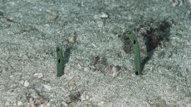 Spotted garden eels emerging from sandy seabed in Anilao Philippines