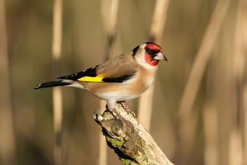Fototapeta premium European goldfinch perched on a dry wooden branch in natural habitat