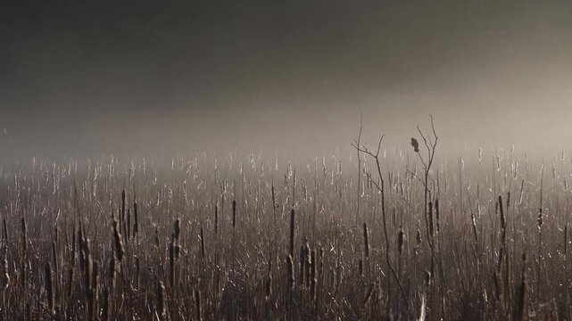 Atmospheric wetland scene featuring morning fog drifting over cattails as a red-winged blackbird calls in the background.