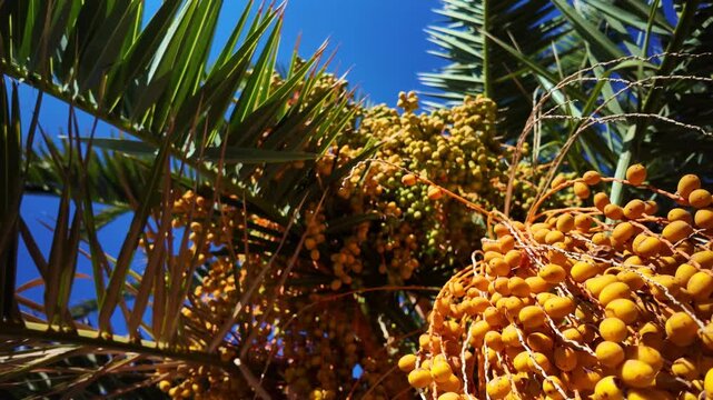 Low-angle view of ripe yellow dates hanging on a date palm tree against a clear blue sky, with green fronds swaying gently in the breeze during a sunny day in a tropical oasis