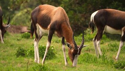 Fototapeta premium Bontebok antelope with curved horns eating grass in a verdant meadow