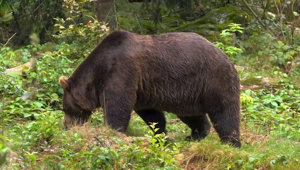 Fototapeta premium Brown bear foraging for food in a lush green forest with dense foliage