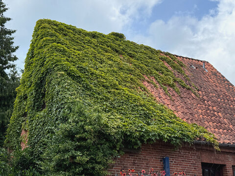 Ein üppig mit Efeu überwachsenes Haus