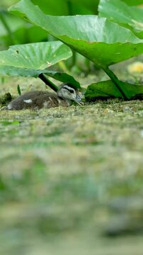 Cutest Ever Wood Duck Duckling Trying to Catch a Bug 