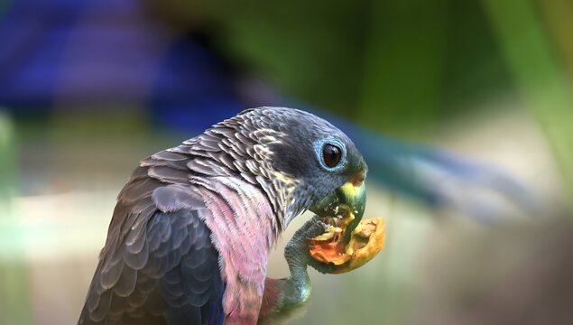 Dusky pionus parrot with blue eyes and pink chest feathers eating fruit