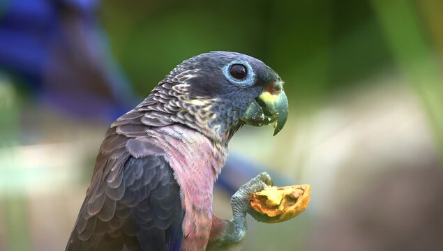 Grey-headed parrot eating a piece of fruit with its claw