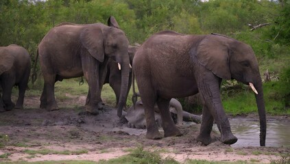 Fototapeta premium Herd of elephants at a muddy watering hole in a natural habitat keywords: elephants, herd