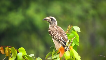 Hornbill bird with a large beak sitting on a leafy branch in a forest keywords: hornbill, bird © Sahtaj Chowdhury
