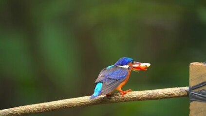 Obraz premium Kingfisher bird with small fish in its beak on a branch keywords: kingfisher, bird, perched