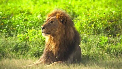 Male lion with golden mane sitting in tall green grass outdoors © Sahtaj Chowdhury