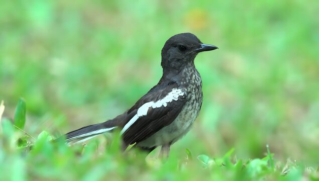 Oriental magpie-robin bird standing on green grass with its tail feathers fanned out