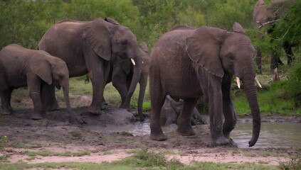 Fototapeta premium Young elephant drinking water at a muddy watering hole with herd keywords: elephants, herd, young