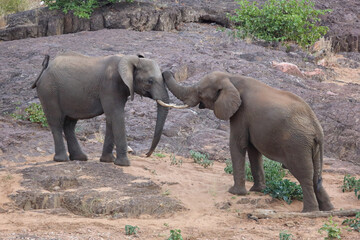 Fototapeta premium Afrikanischer Elefant / African elephant / Loxodonta africana