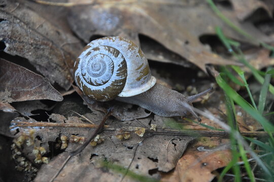 Mollusk Snail with Radula and Soft Body Anatomy