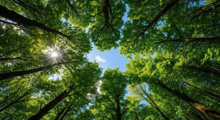 Looking up through lush green forest canopy towards a bright blue sky with sun rays filtering through leaves. © Morita