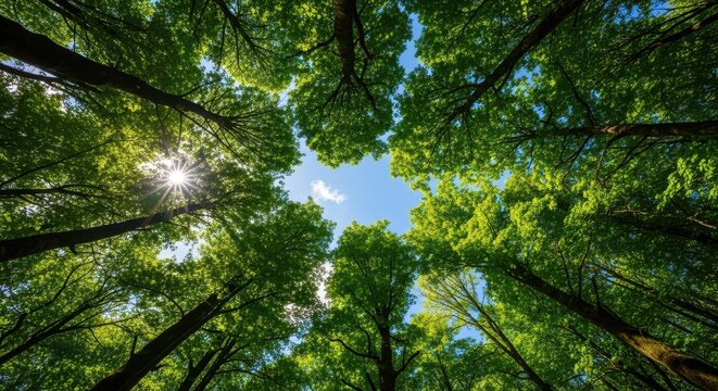 Looking up through lush green forest canopy towards a bright blue sky with sun rays filtering through leaves.