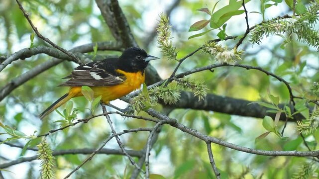 Baltimore oriole perched in a tree while feeding on ripe fruits in its natural habitat.