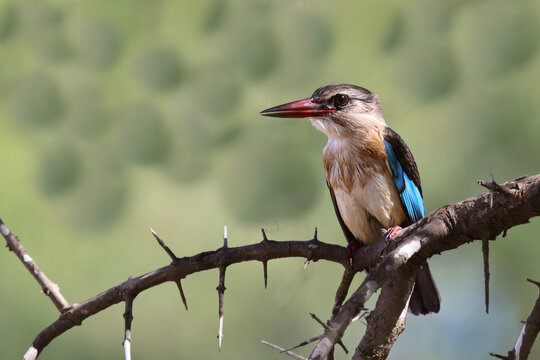 Braunkopfliest / Brown-hooded kingfisher / Halcyon albiventris