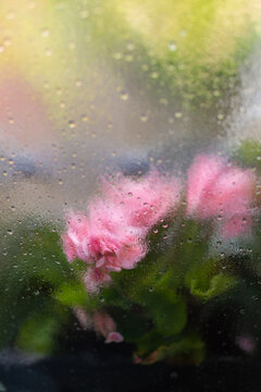 Raindrops on a textured glass windowpane with a heavily blurred background. Distorted pink geranium flowers and green leaves are visible behind the wet glass surface.