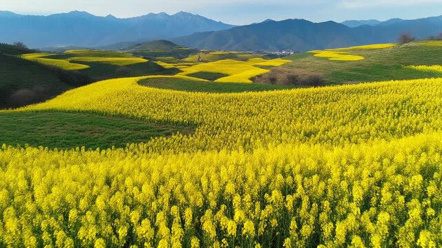 Cinematic Slow Motion Aerial Endless Bright Yellow Rapeseed Flower Fields Spring Landscape Loop