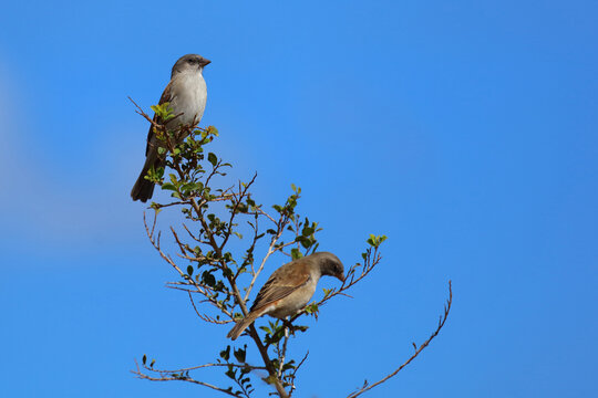 Damarasperling / Southern grey-headed sparrow / Passer diffusus