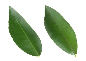 Fototapeta premium Fresh green citrus leaves isolated on white