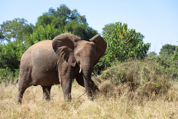Fototapeta premium Afrikanischer Elefant / African elephant / Loxodonta africana
