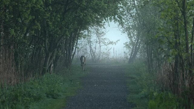 Slow-motion footage of a deer walking along a forest path toward a foggy, sunlit opening.
