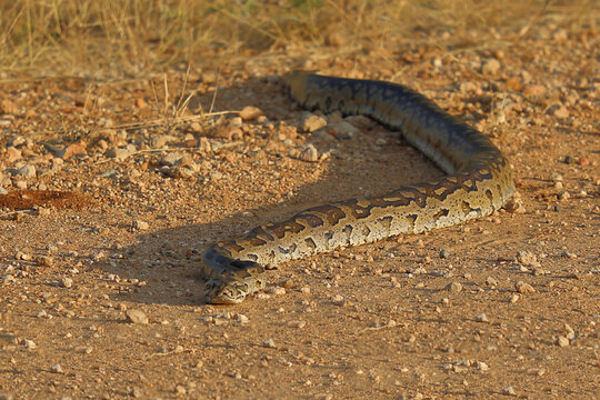 S&uuml;dlicher Felsenpython / Southern African rock python / Python natalensis