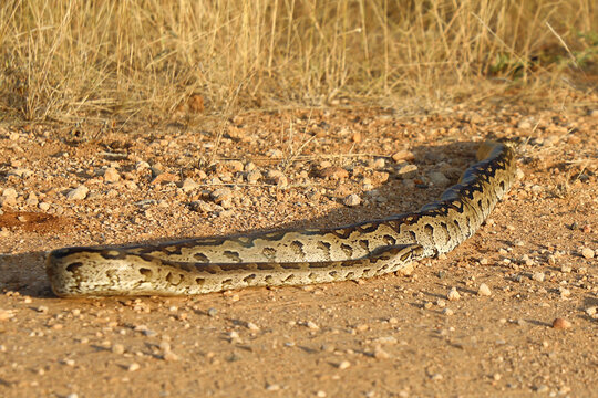 S&uuml;dlicher Felsenpython / Southern African rock python / Python natalensis