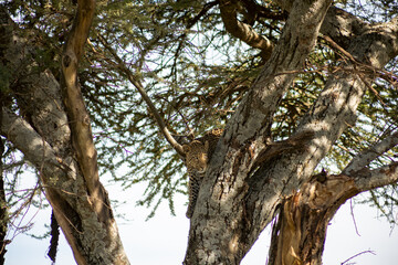 leopard focused © wendy