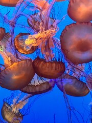 jellyfish © cristin
