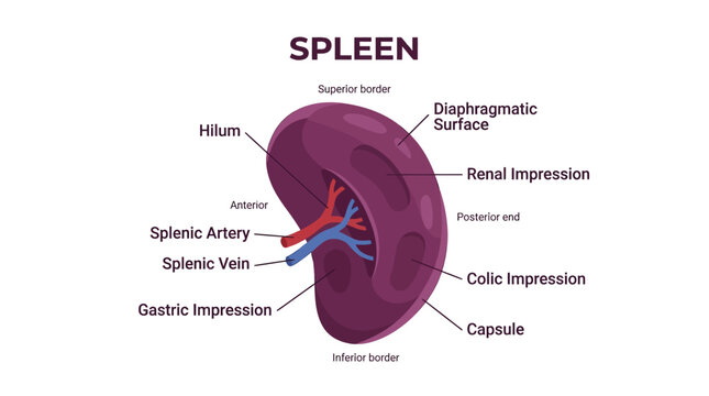 Detailed anatomical illustration of a human spleen with labeled parts including the hilum, splenic artery and vein, and capsule on a white background.