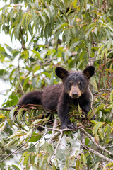 Bear cub © Jen