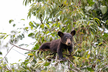 Bear cub © Jen