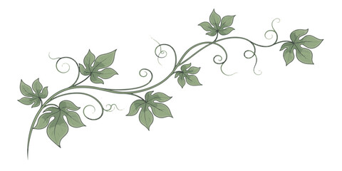 Fototapeta premium Vine branch with green leaves curling.