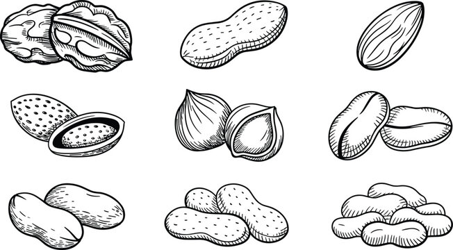 Hand-Drawn Nut Variety Illustration Set Featuring Walnuts, Almonds, Hazelnuts, and Peanuts in Detailed Line Art Style