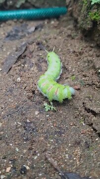 Vertical Video of Io Moth Stinging Caterpillar, Automeris Io, Walking on Sand
