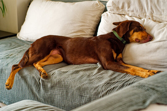 Brown doberman pinscher sleeping in a couch.