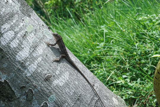 A close-up shot of a wild flying lizard or flying dragon Draco volans blending perfectly with the textured bark of a tree trunk in a tropical garden setting.