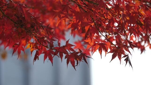 Autumn maple leaves background fall foliage nature landscape 대한민국 한국 가을 단풍 단풍나무 단풍잎 낙엽 나뭇잎 계절 변화 절정 산 명산 등산 국립공원 수목원 숲 산책로 공원 자연 풍경 야외 여행지 관광지 명소 아날로그 감성 평화로운 분위기 주말 여행 출사 라이프스타일 여가 휴식 힐링 클로즈업 디테일 패턴 