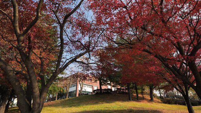Daegu University campus building education academy landscape background 대한민국 한국 경산 대구 대구대학교 대학교 대학 캠퍼스 교정 학교 건물 건축물 교육 기관 학문 학업 연구 지식 상아탑 학생 대학생 청춘 미래 꿈 취업 진로 강의실 도서관 본관 야외 풍경 여행지 로컬 라이프스타일 활기찬 에너지 하루