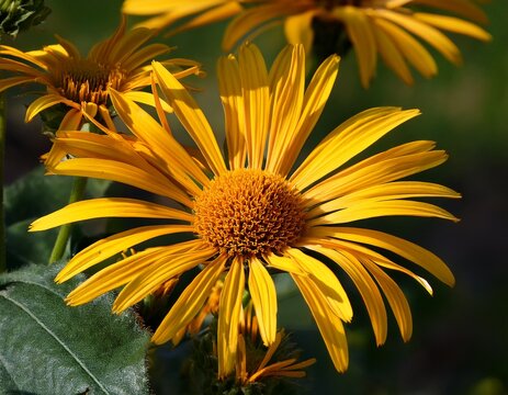 yellow flowers of ligularia dentata variety othello